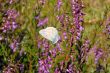butterfly and heather