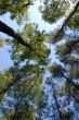 trees with backgound of sky