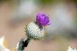 thistle