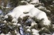 Snowy Branches