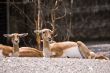Couple of blackbucks lying on the stones