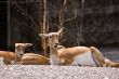 Blackbuck in close-up