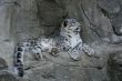 Graceful Snow leopard