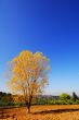 Beautiful golden tree