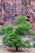 Zion Tree