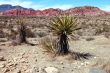 Red Rock Canyon