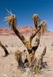 Red Rock Canyon