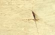 The VIP - a mosquito.