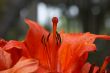 Red raincoat.