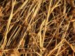 Hay - the dry oblique grass.