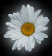 Camomile.