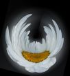 Camomile on wind