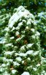 Christmas background.