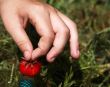 The first berry.