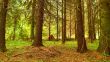 Morning in a coniferous wood.