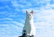 White cat.