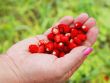 Wood berry.