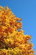 Gold tree.