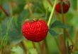Wild strawberry.