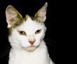 Portrait of a cat.