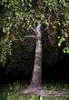 Birch dream.