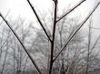 Ice-covered branch of a tree in the winter