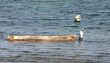 African man standing in water und pulling a boat