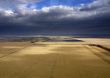 Harvest of the wheat