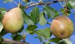 Branch with pears.