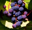 Cluster of grapes.