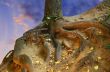 Look in a root.