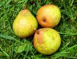 Three pears.