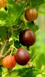 Northern grapes.