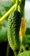 Cucumber  in the nature.