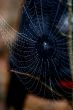 Spider web and drop