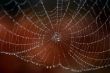 Spider web and drop