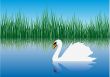 Gracious swan