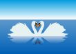 Gracious swans