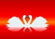 Gracious swans