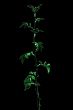 dog-rose sprout