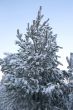 evergreen tree
