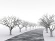 alley of trees