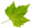 green maple leaf
