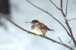 sparrow