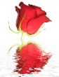 red rose covered by drops
