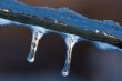 Icicles on Grass Stem