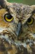 Great Horned Owl Portrait