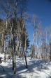 Winter, aspens in snow