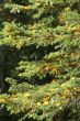 Spruce tree branches