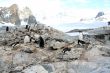 Large group of nesting gentoo penguins